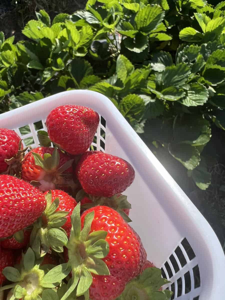 Picking strawberries in a field, berries in a basket with plants in the background