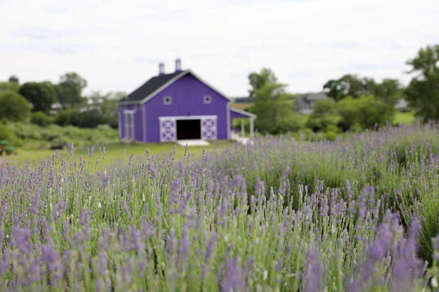 purple barn in a lavender field