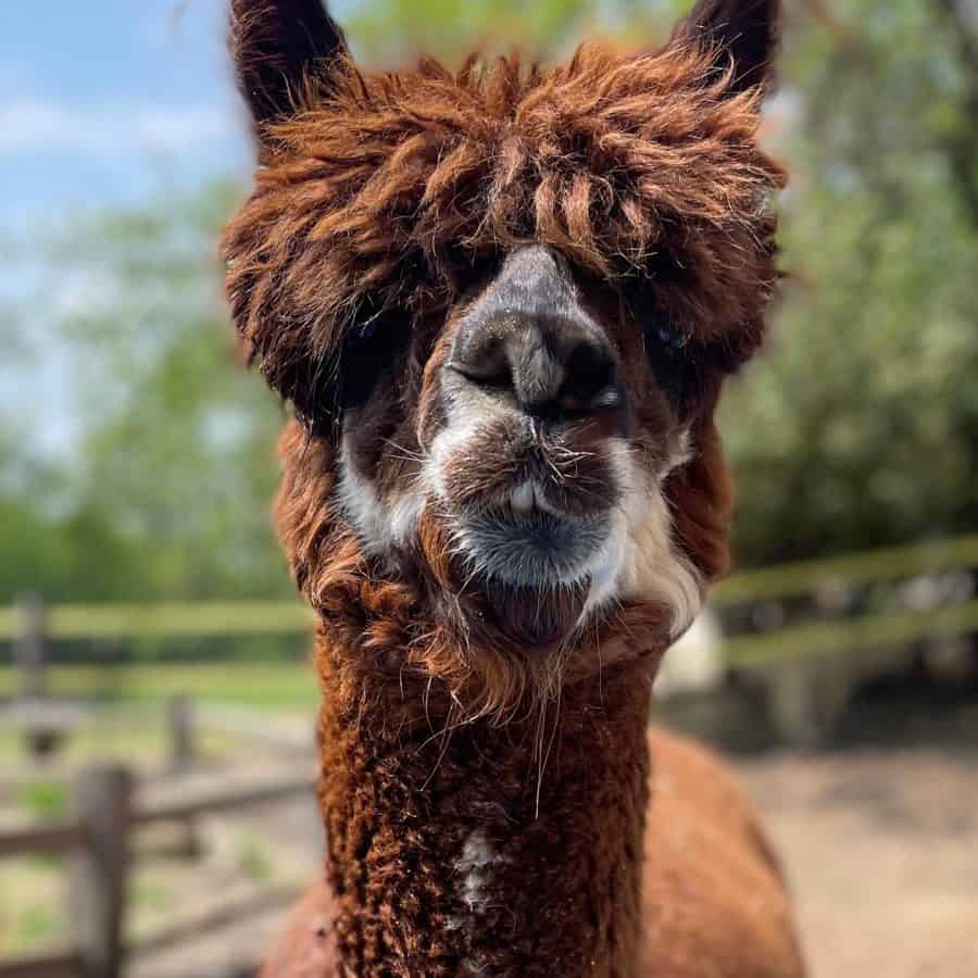 An alpaca at Tikkun Farms in Mt. Healthy Ohio