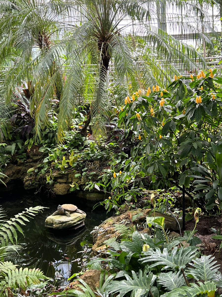 a lush spot at Krohn Conservatory, green plants of all sorts and a pond 