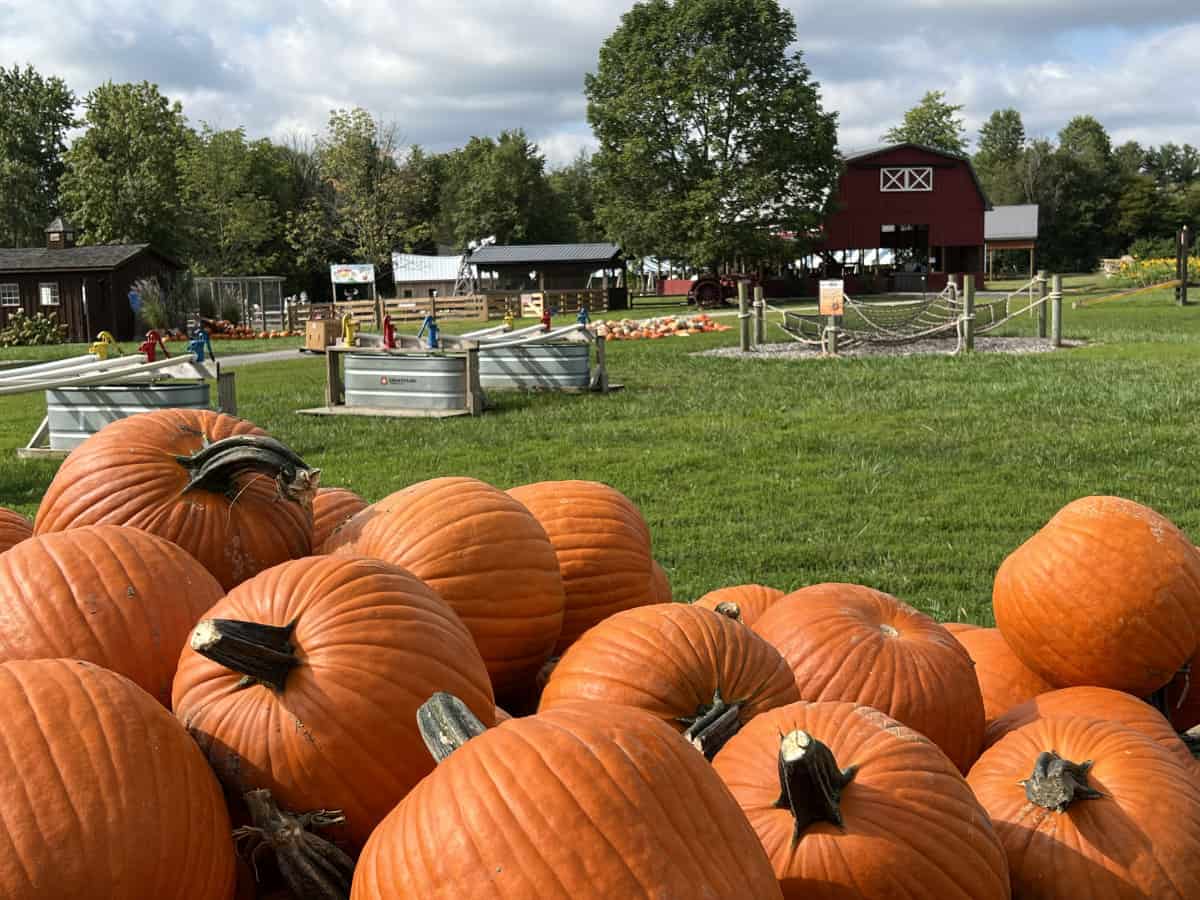pumpkins and the play yard at Fall on the Farm in Loveland, Ohio