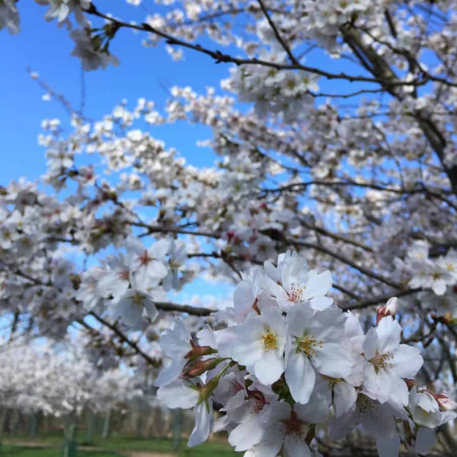 Cherry Blossoms in Cincinnati Beautiful Trees at Ault Park, Spring