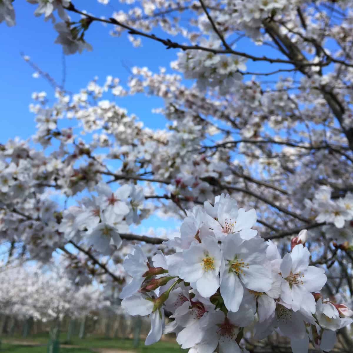 Cherry blossoms at Ault Park