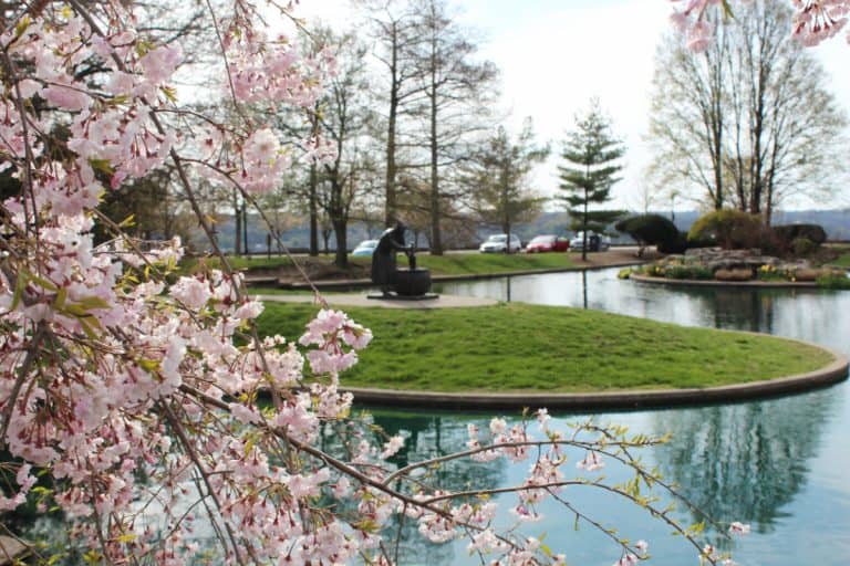 Cherry Blossoms in Cincinnati Beautiful Trees at Ault Park, Spring