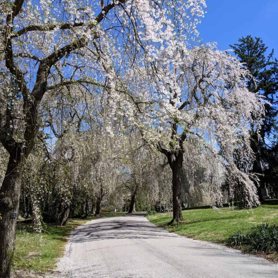 Cherry Blossoms in Cincinnati Beautiful Trees at Ault Park, Spring