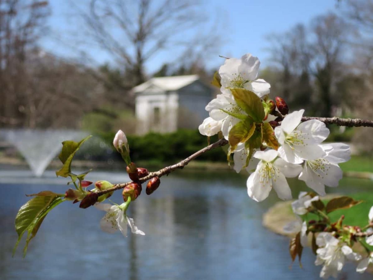 Cherry Blossoms in Cincinnati – Beautiful Trees at Ault Park, Spring Grove, and more!