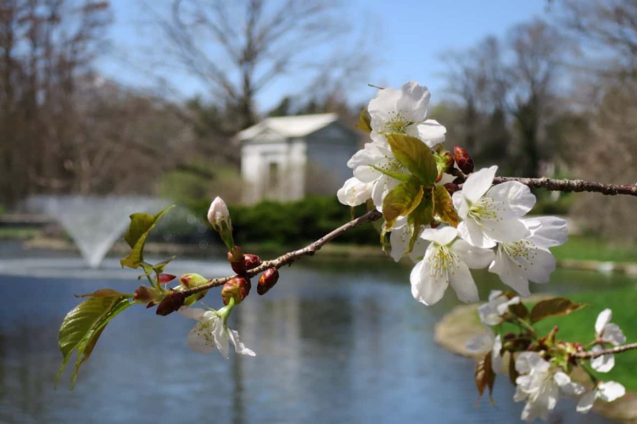 Cherry Blossoms in Cincinnati – Beautiful Trees at Ault Park, Spring Grove, and more!
