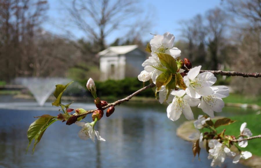 Cherry Blossoms in Cincinnati Beautiful Trees at Ault Park, Spring