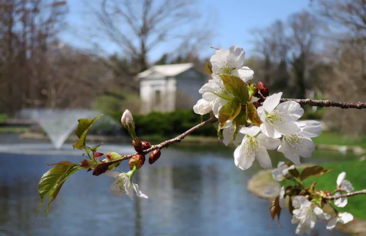 cherry blossoms in Cincinnati 