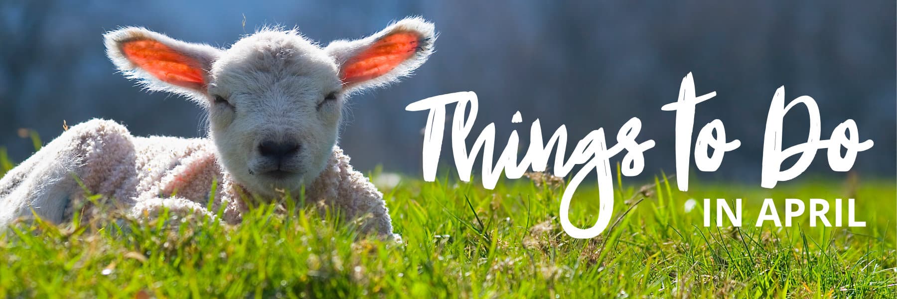 Things to do in April cover photo with lamb lying in the grass