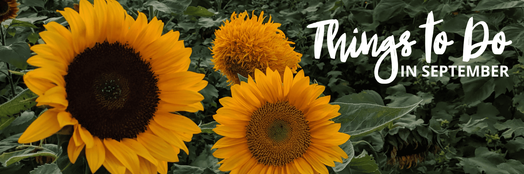 bright sunflowers in a field in Cincinnati, Ohio
