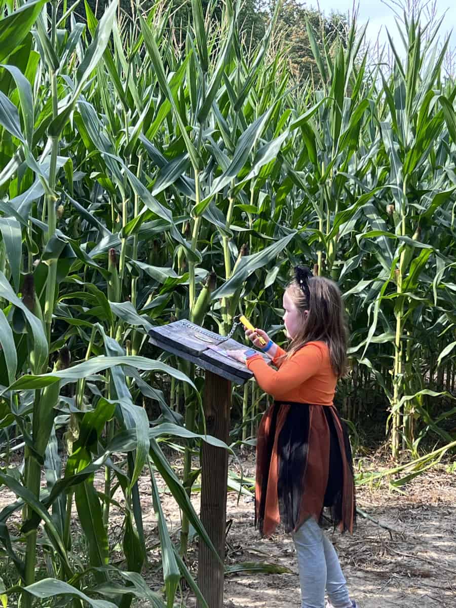 girl in the corn maze, working on the puzzle at Blooms and Berries' Fall on the Farm