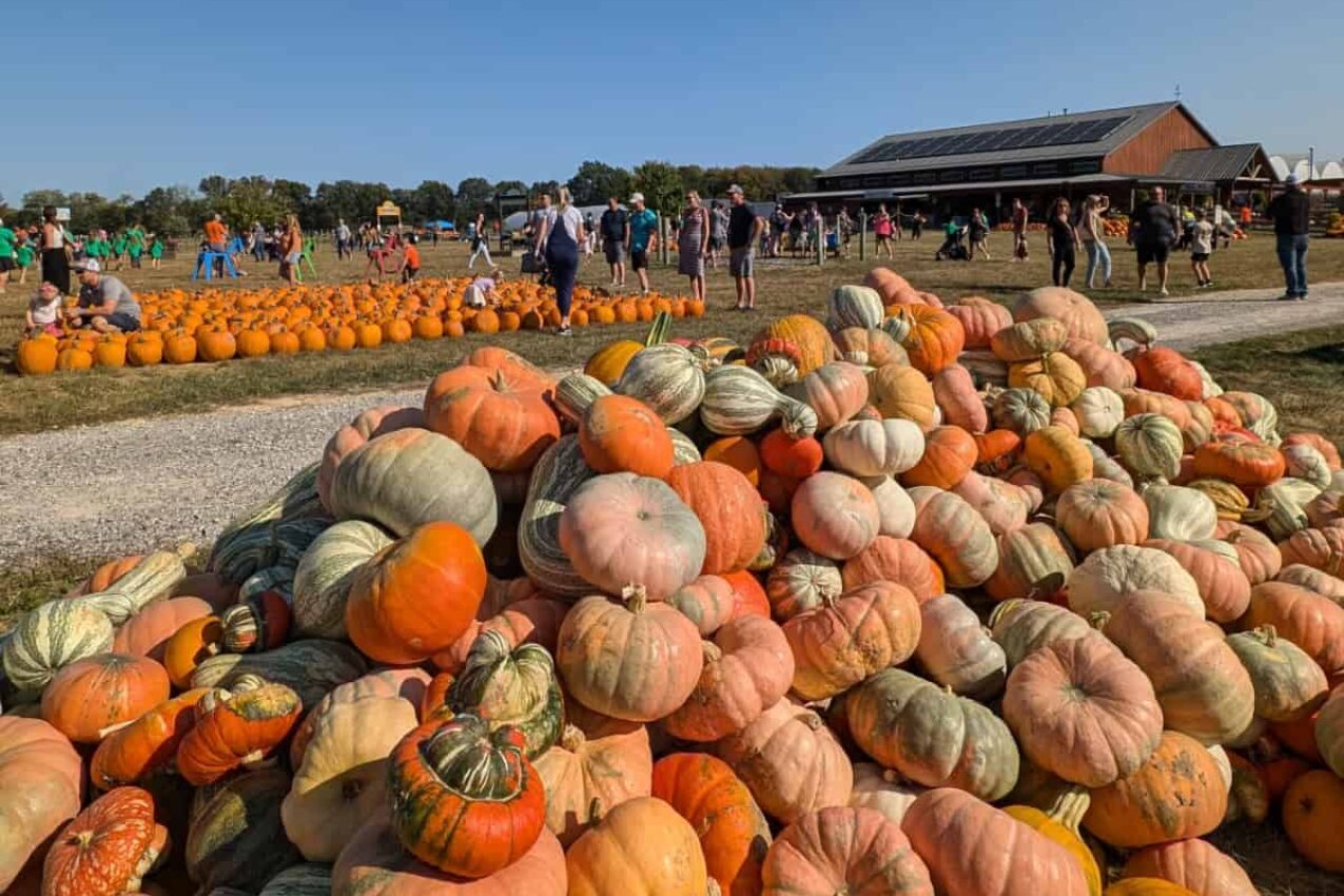 It’s time for Fall on the Farm at Blooms and Berries