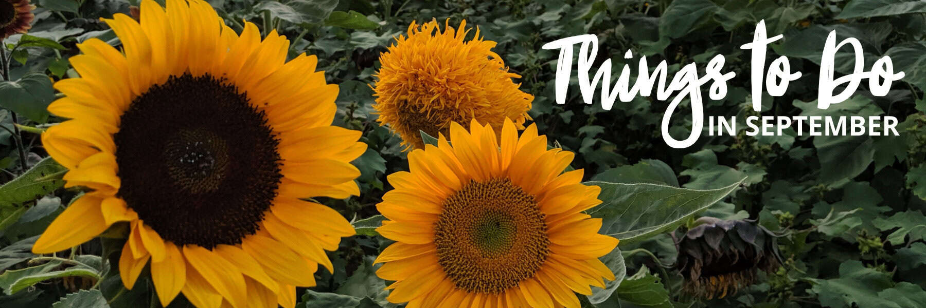 sunflowers in a field
