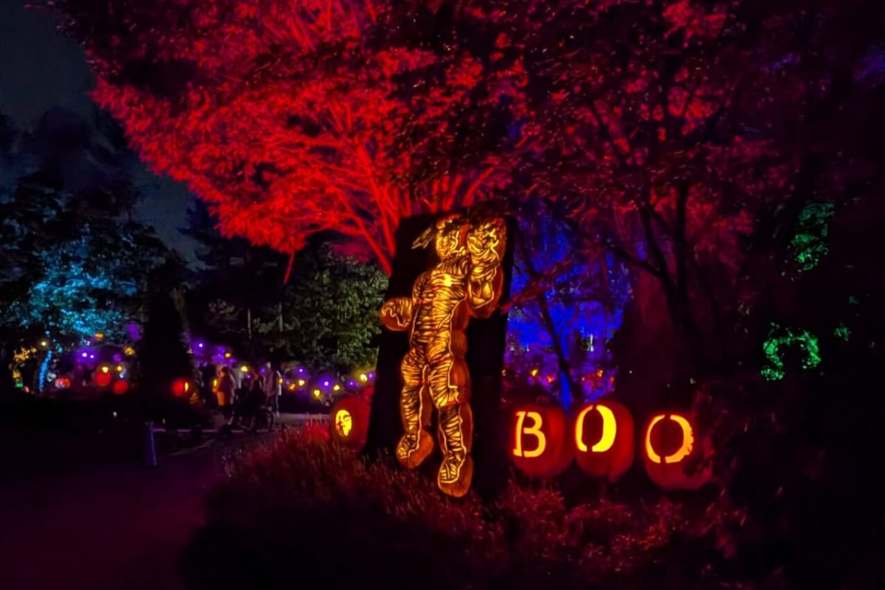 Experience Jack O’Lantern Glow at the Cincinnati Zoo