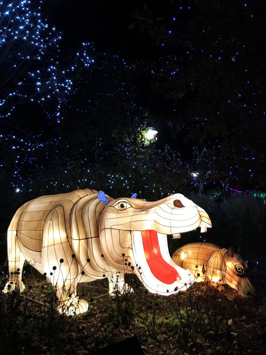 hippo lanterns at the Cincinnati Zoo's Festival of Lights