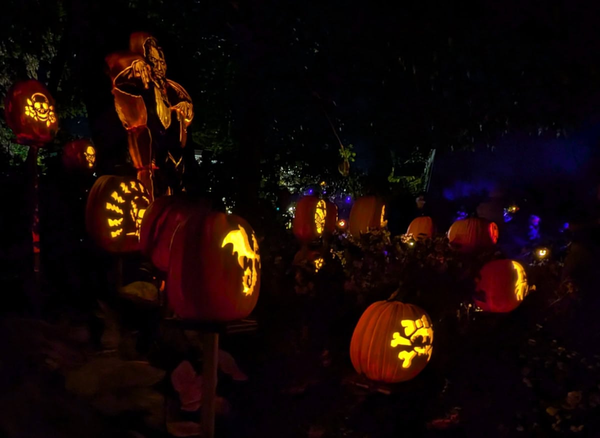 carved pumpkins lit up along a trail at the Cincinnati Zoo's "Jack O'Lantern Glow" event
