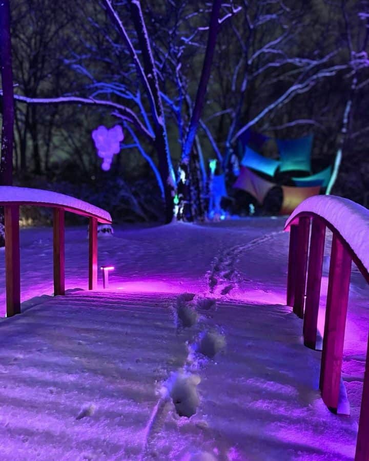 A snowy path with lights in the forest as part of The Acres Light in the Forest